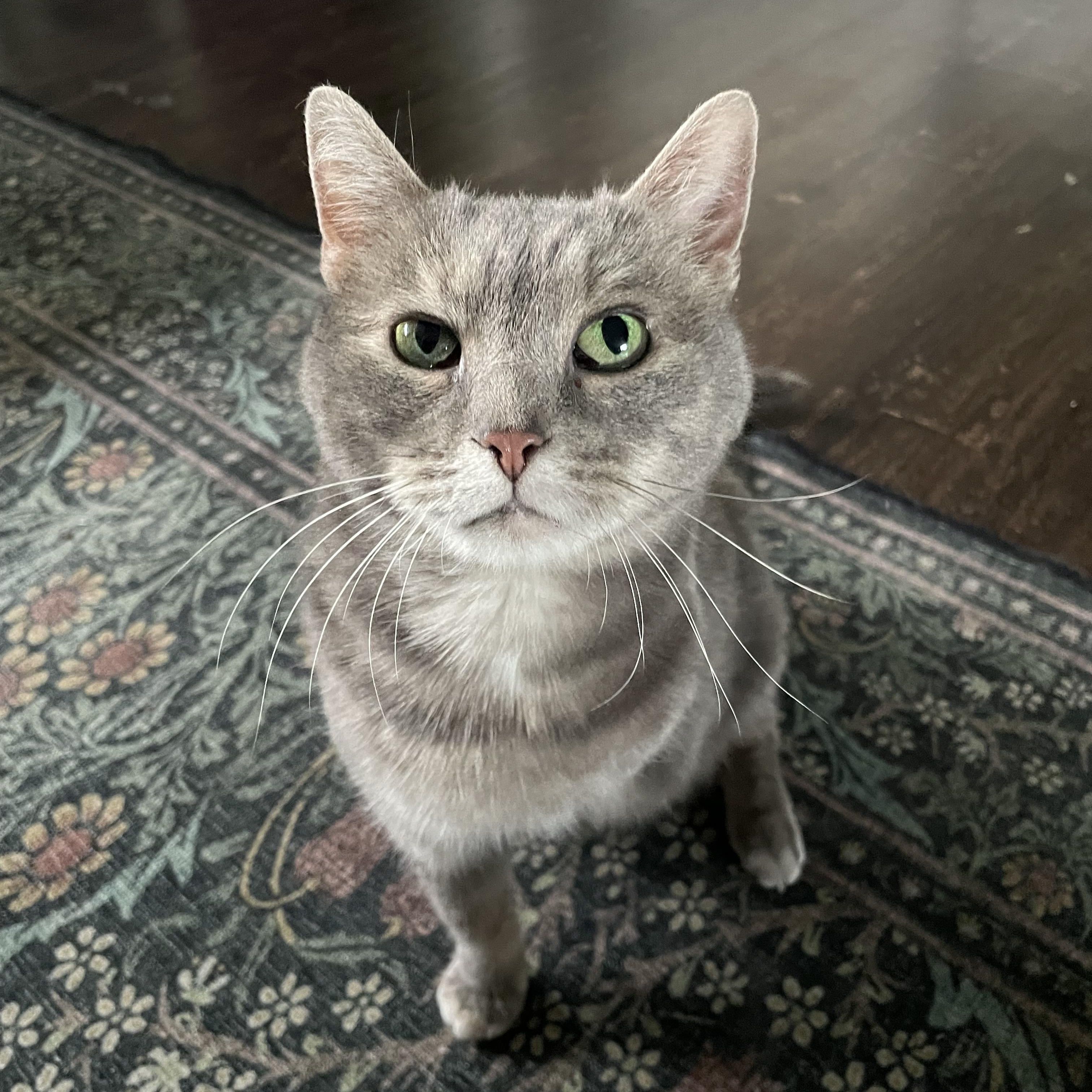 Norma, a Adoptable Domestic Short Hair in Bethel, OH image 4/4