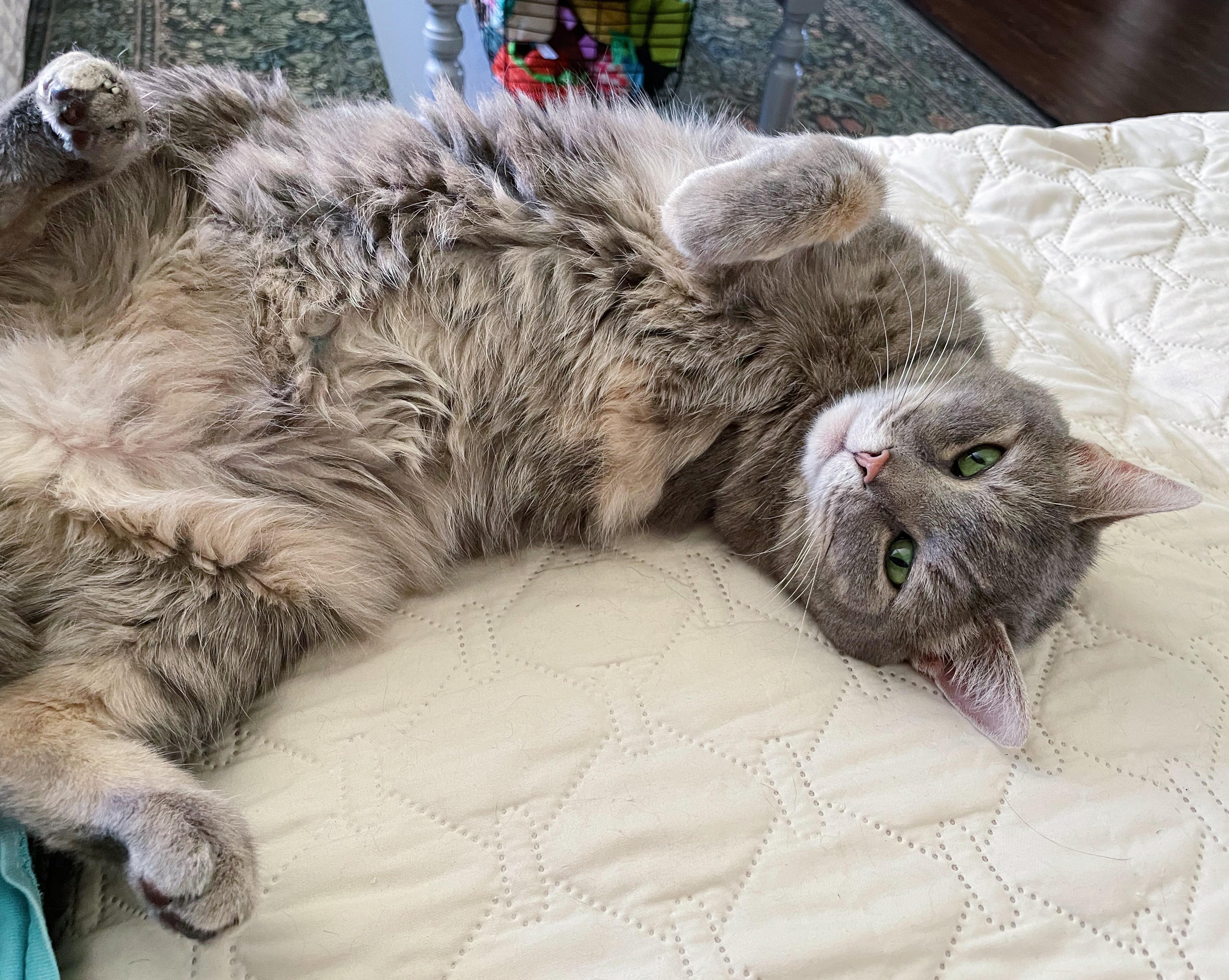 Norma, a Adoptable Domestic Short Hair in Bethel, OH image 1/4