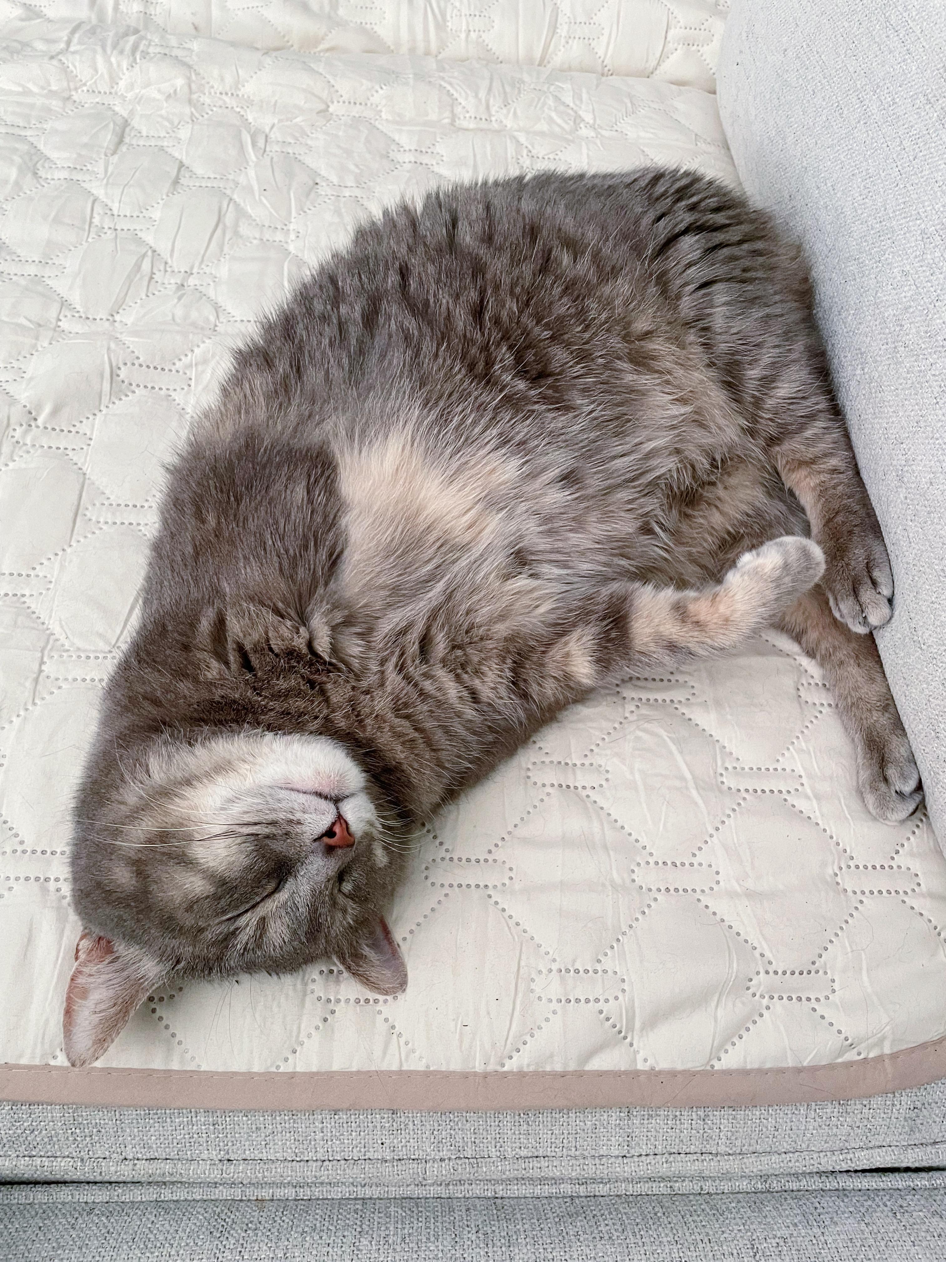 Norma, a Adoptable Domestic Short Hair in Bethel, OH image 3/4