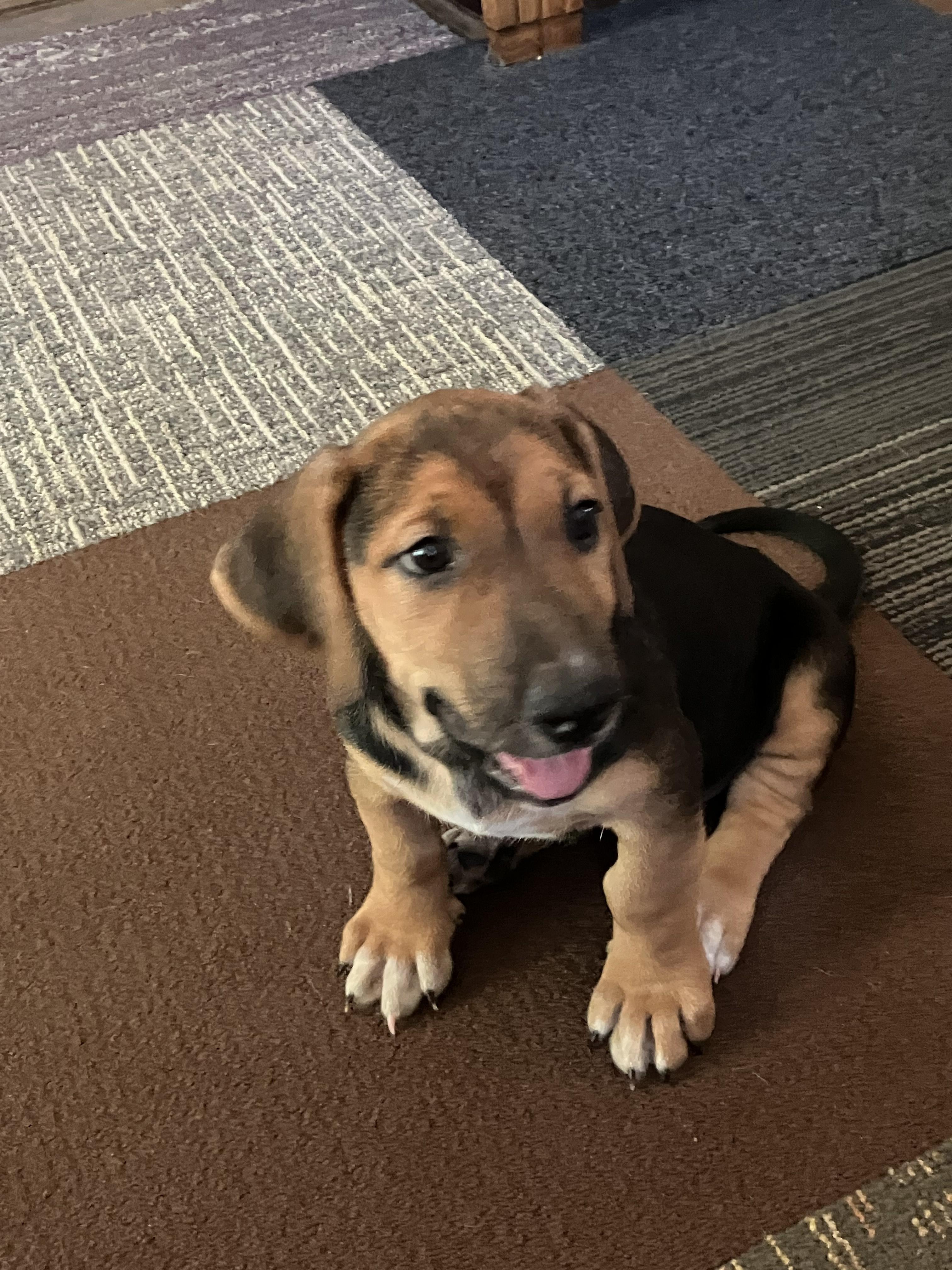 Roberta Flack, Adopted, Puppy Female Basset Hound.