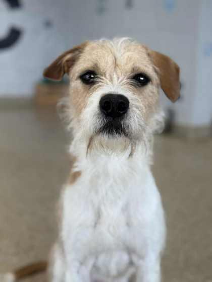 Cricket, a Adoptable mixed breed in Columbia City, IN image 1/3