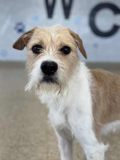 Cricket, a Adoptable mixed breed in Columbia City, IN image 2/3