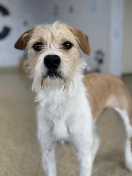 Cricket, a Adoptable mixed breed in Columbia City, IN image 3/3