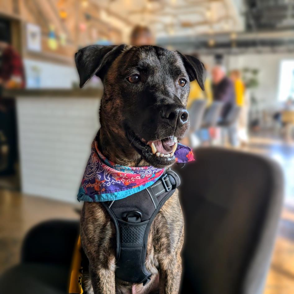 CHAMPION, Adoptable, Adult Male Pit Bull Terrier & Mixed Breed.