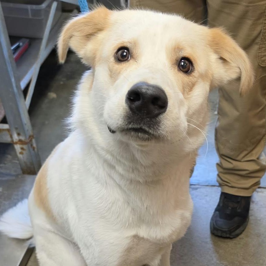 Enlarge Tobe, a Adoptable mixed breed in Grants Pass, OR image 5/5