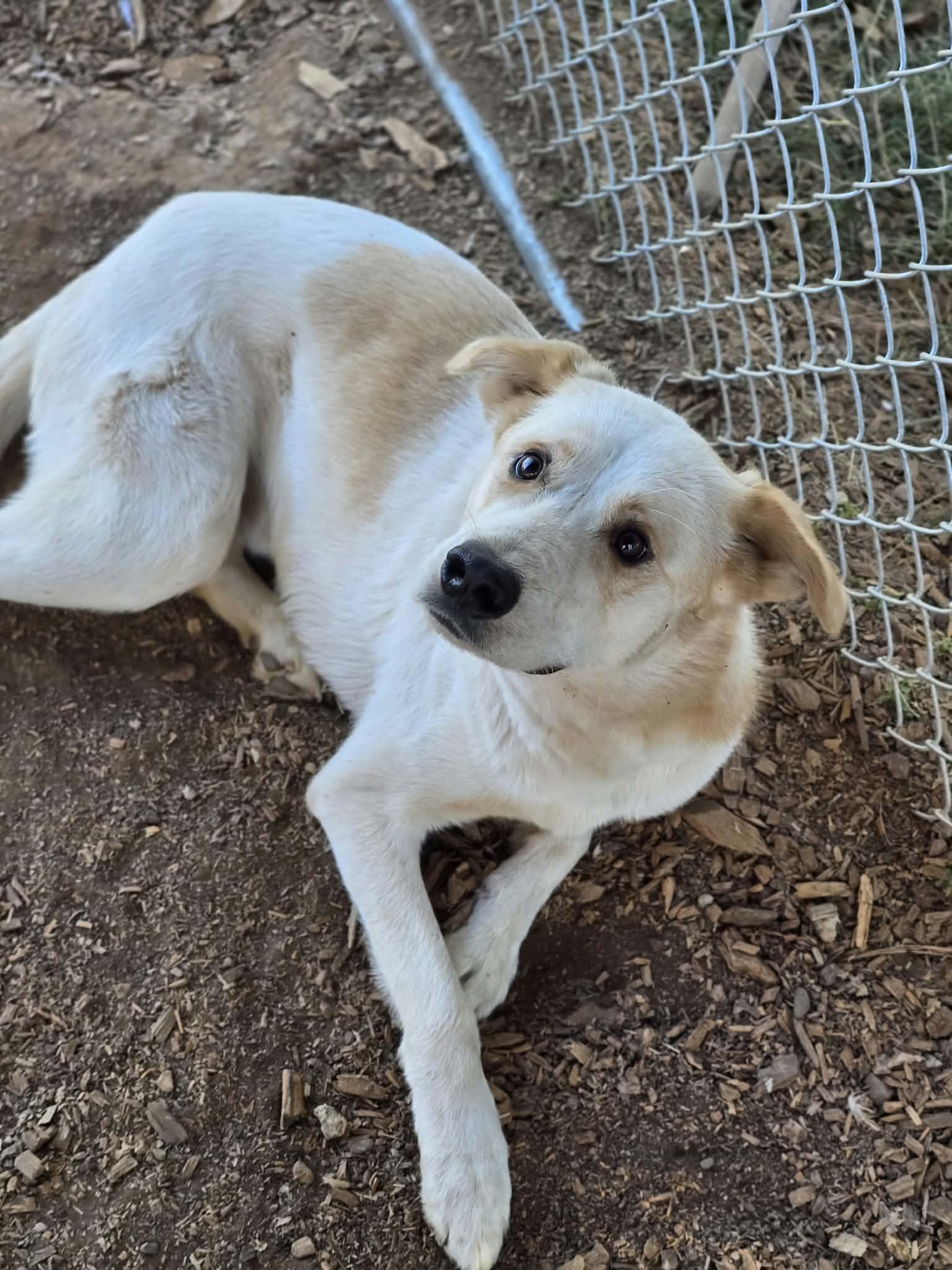 Enlarge Tobe, a Adoptable mixed breed in Grants Pass, OR image 3/5