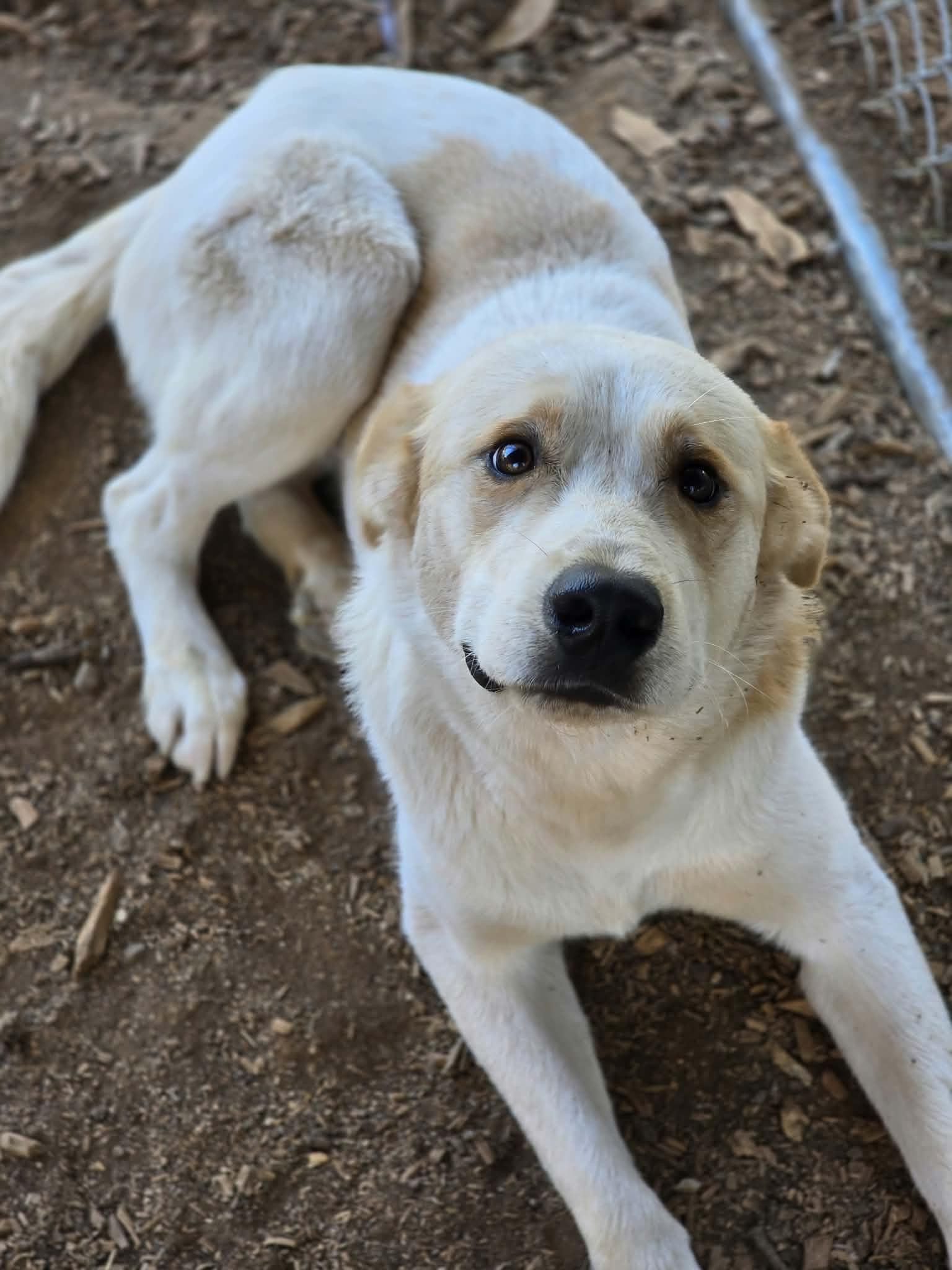 Enlarge Tobe, a Adoptable mixed breed in Grants Pass, OR image 4/5