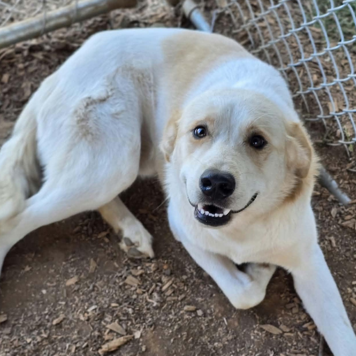 Enlarge Tobe, a Adoptable mixed breed in Grants Pass, OR image 1/5