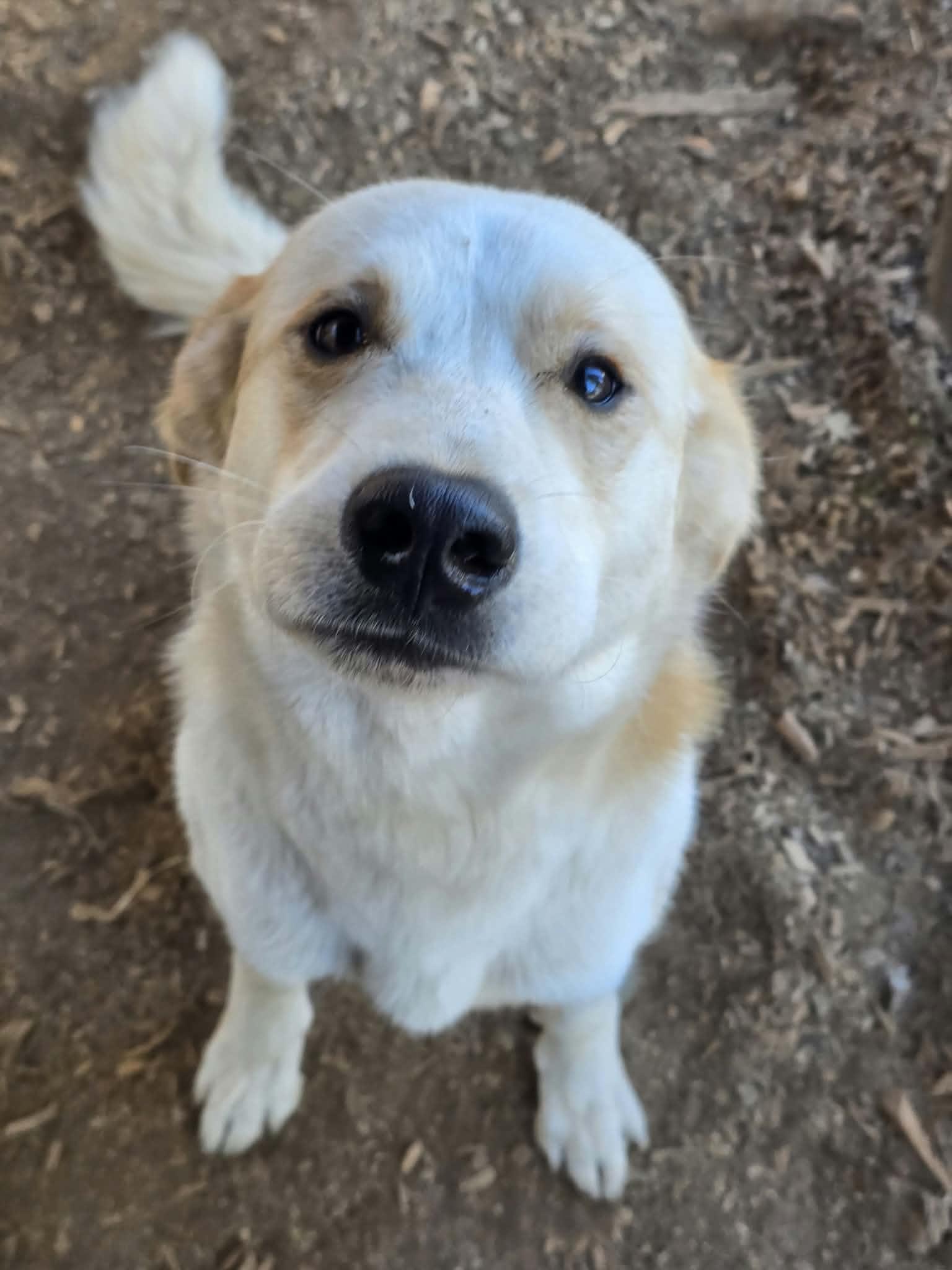 Enlarge Tobe, a Adoptable mixed breed in Grants Pass, OR image 2/5