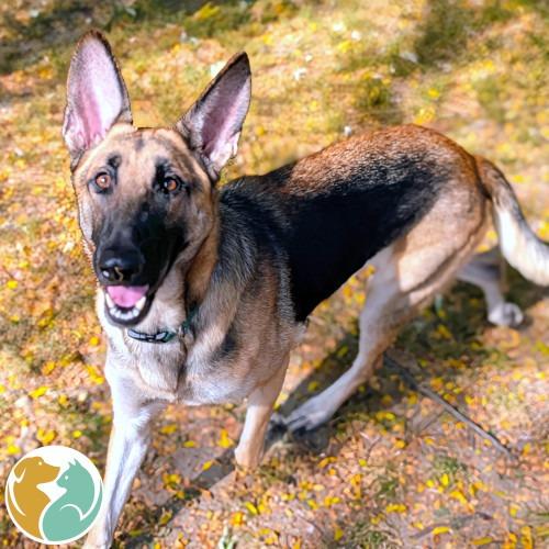 Ember, Adoptable, Adult Female German Shepherd Dog.