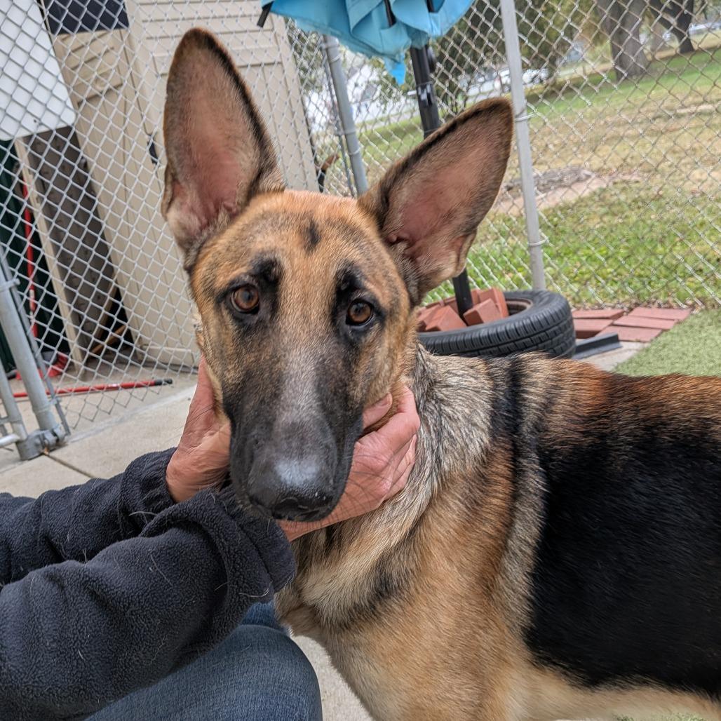 Enlarge Ember, a Adoptable German Shepherd Dog in Toledo, OH image 2/2