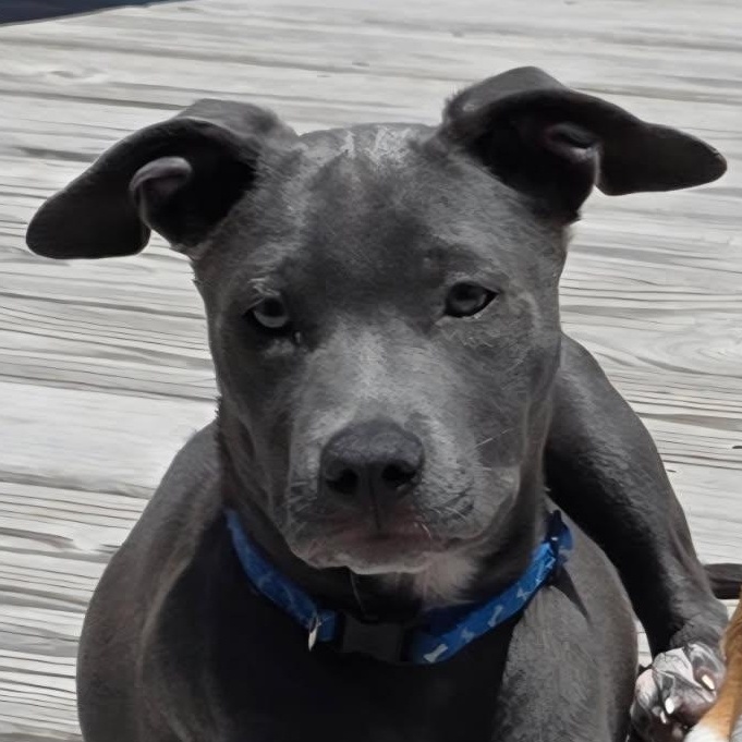 Belle, Adoptable, Puppy Female Pit Bull Terrier & Mixed Breed.