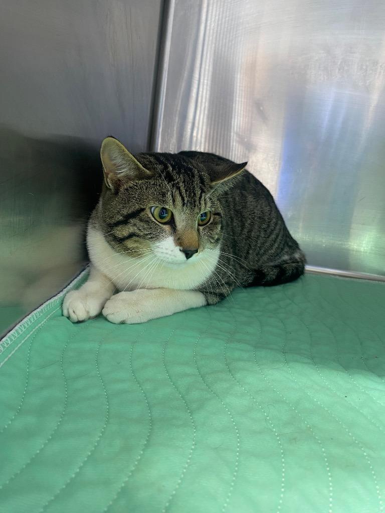 Tucker, Adoptable, Young Male Domestic Short Hair.