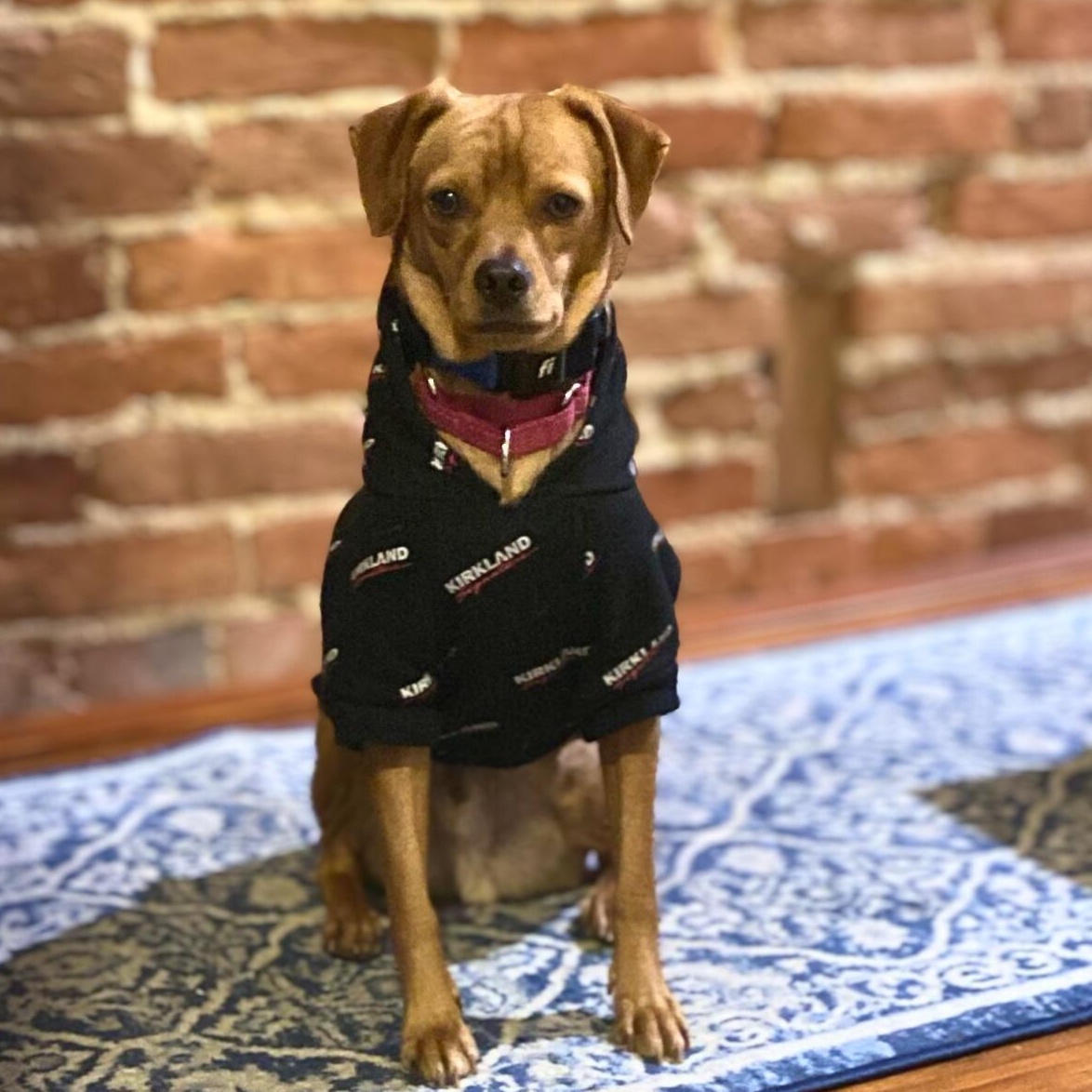 Sammy, ADOPTABLE, Adult Male Chihuahua.