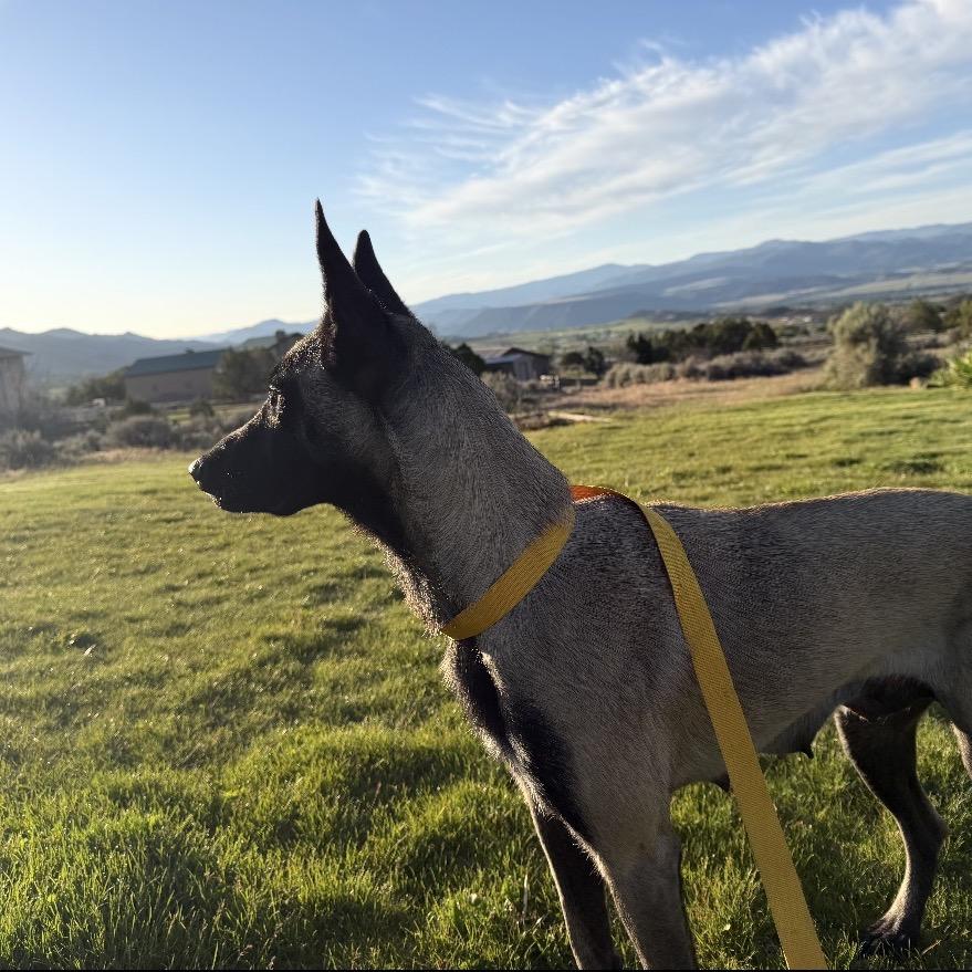 Enlarge Gracie, a Adoptable mixed breed in Lakewood, CO image 2/3