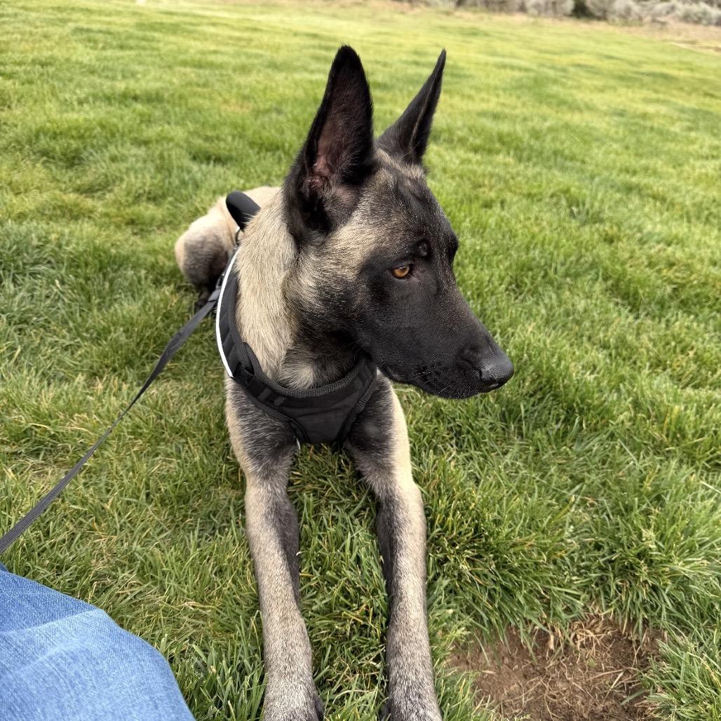Enlarge Gracie, a Adoptable mixed breed in Lakewood, CO image 3/3