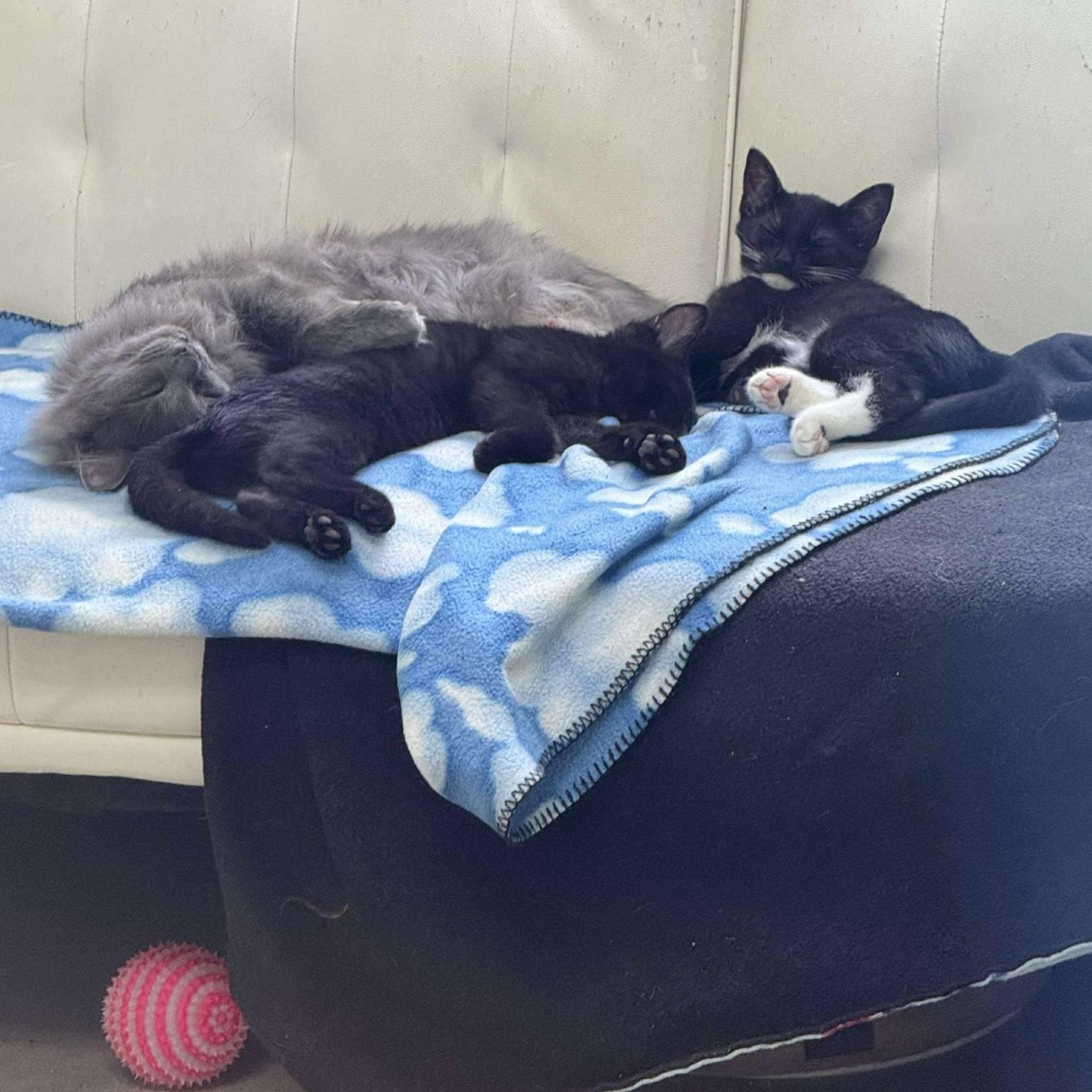 Enlarge Bonnie, a Adoptable Domestic Short Hair in Archbold , OH image 2/3