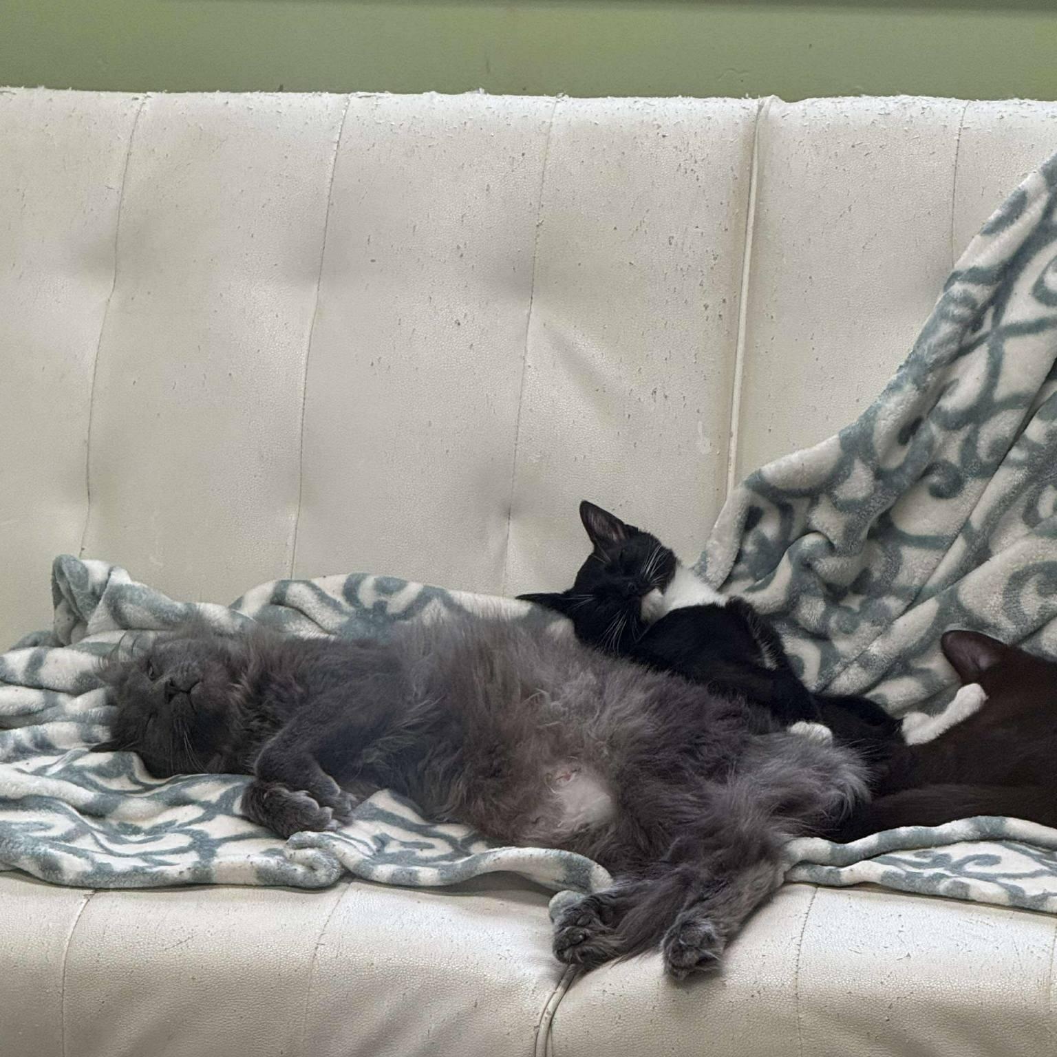 Enlarge Bonnie, a Adoptable Domestic Short Hair in Archbold , OH image 3/3