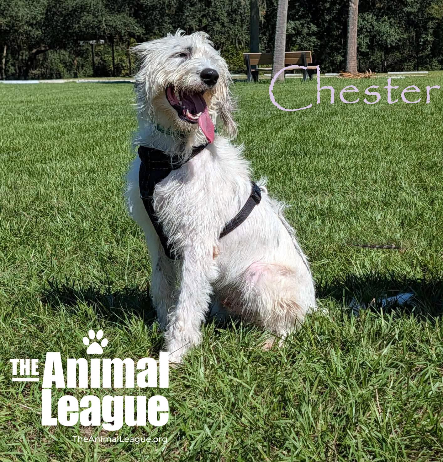 Enlarge Chester, a Adoptable mixed breed in Groveland, FL image 2/3