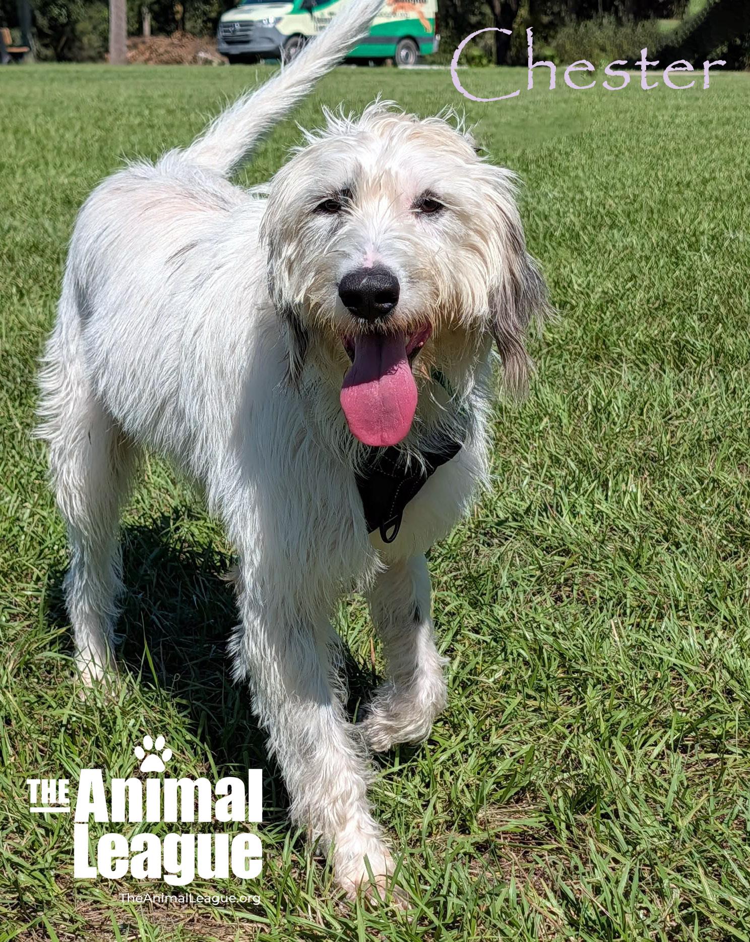 Enlarge Chester, a Adoptable mixed breed in Groveland, FL image 1/3