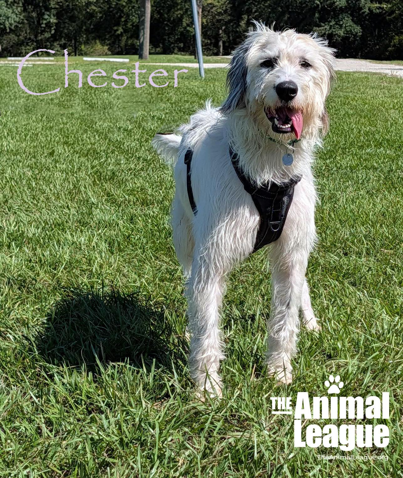 Enlarge Chester, a Adoptable mixed breed in Groveland, FL image 3/3