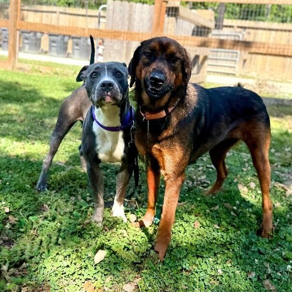 Maribella Made to love full of fun, a Adoptable mixed breed in Homestead, PA image 5/6