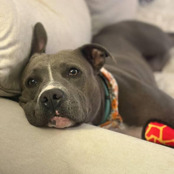 Maribella Made to love full of fun, a Adoptable mixed breed in Homestead, PA image 1/6