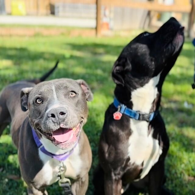 Maribella Made to love full of fun, a Adoptable mixed breed in Homestead, PA image 3/6