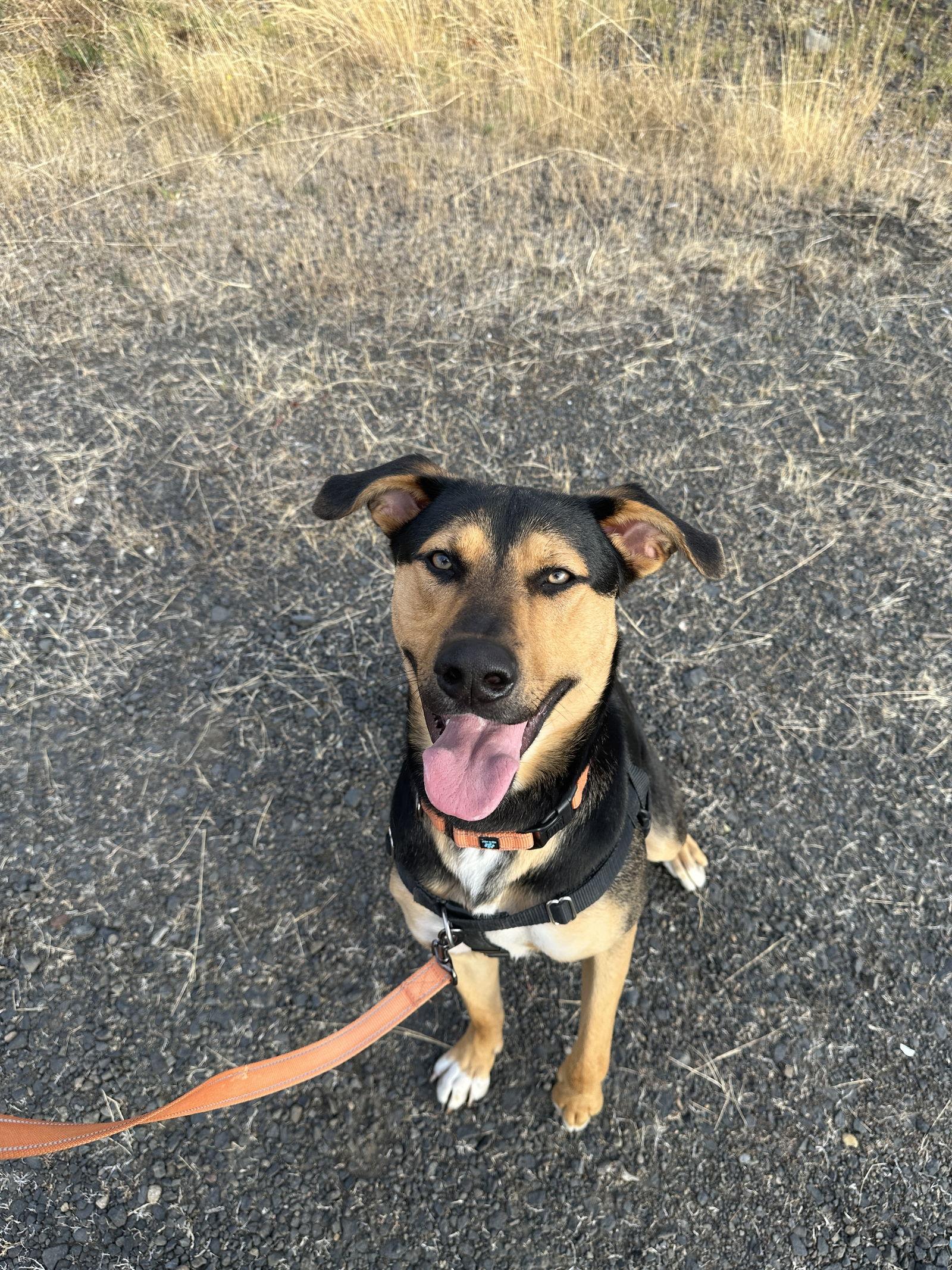 Beck, Adoptable, Young Male Shepherd & Husky.