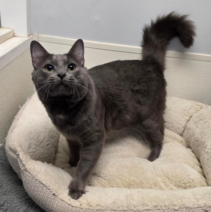 Enlarge Wally, an adopted mixed breed in Greensboro, NC image 1/6