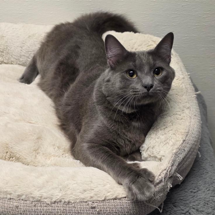 Enlarge Wally, an adopted mixed breed in Greensboro, NC image 2/6