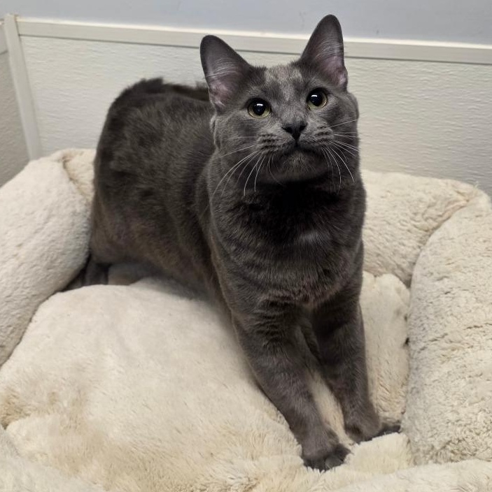 Enlarge Wally, an adopted mixed breed in Greensboro, NC image 3/6