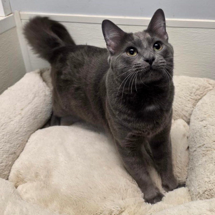 Enlarge Wally, an adopted mixed breed in Greensboro, NC image 6/6