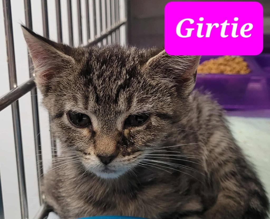 Gertie, a Adoptable mixed breed in Republic, MO image 1/2