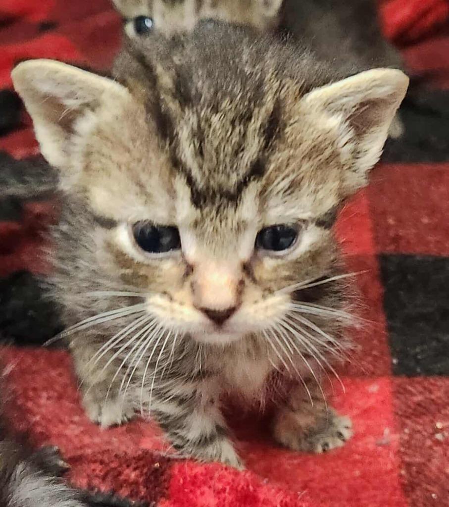 Gertie, a Adoptable mixed breed in Republic, MO image 2/2