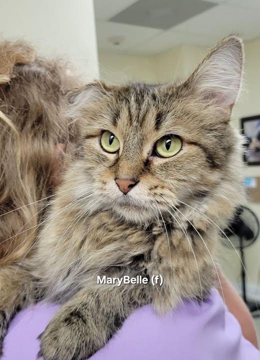 MaryBelle