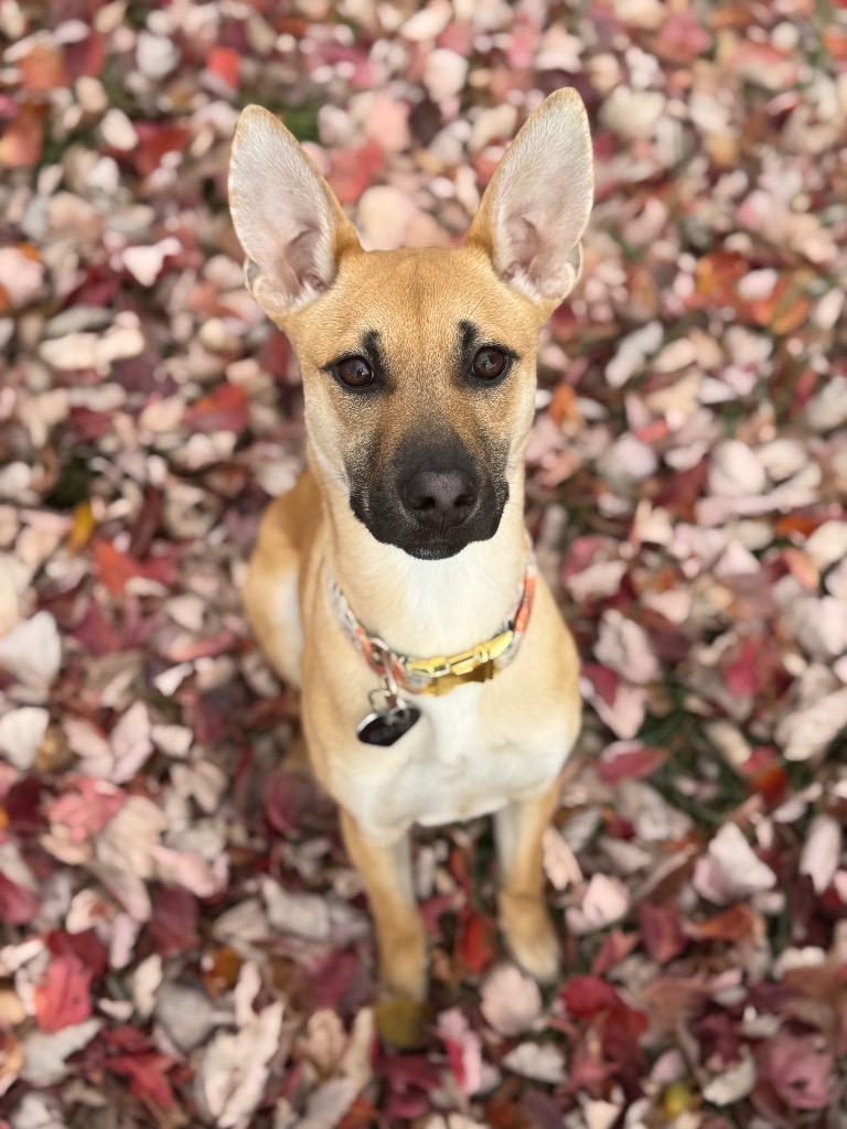 Echo, Adoptable, Young Female Shepherd.