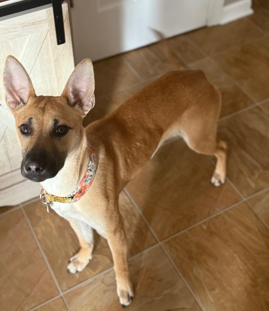 Echo, a Adoptable Shepherd in Greencastle, IN image 2/4