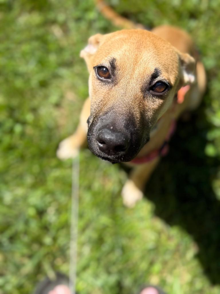 Echo, a Adoptable Shepherd in Greencastle, IN image 3/4