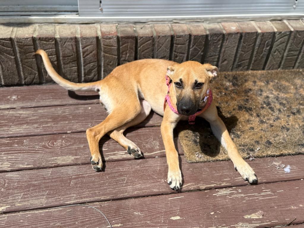 Echo, a Adoptable Shepherd in Greencastle, IN image 4/4