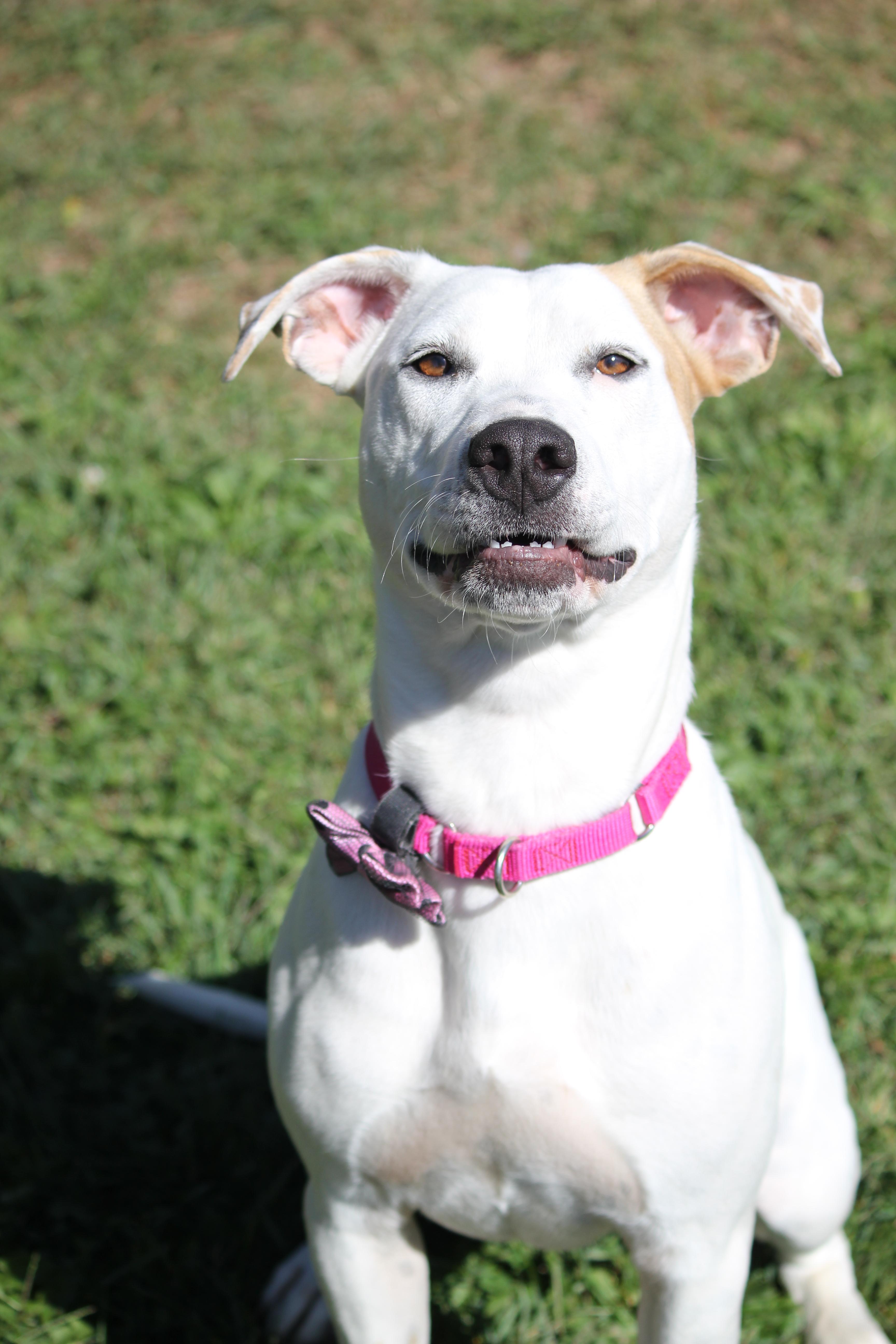 Enlarge Sophie, a Adopted mixed breed in Hayward, WI image 4/4