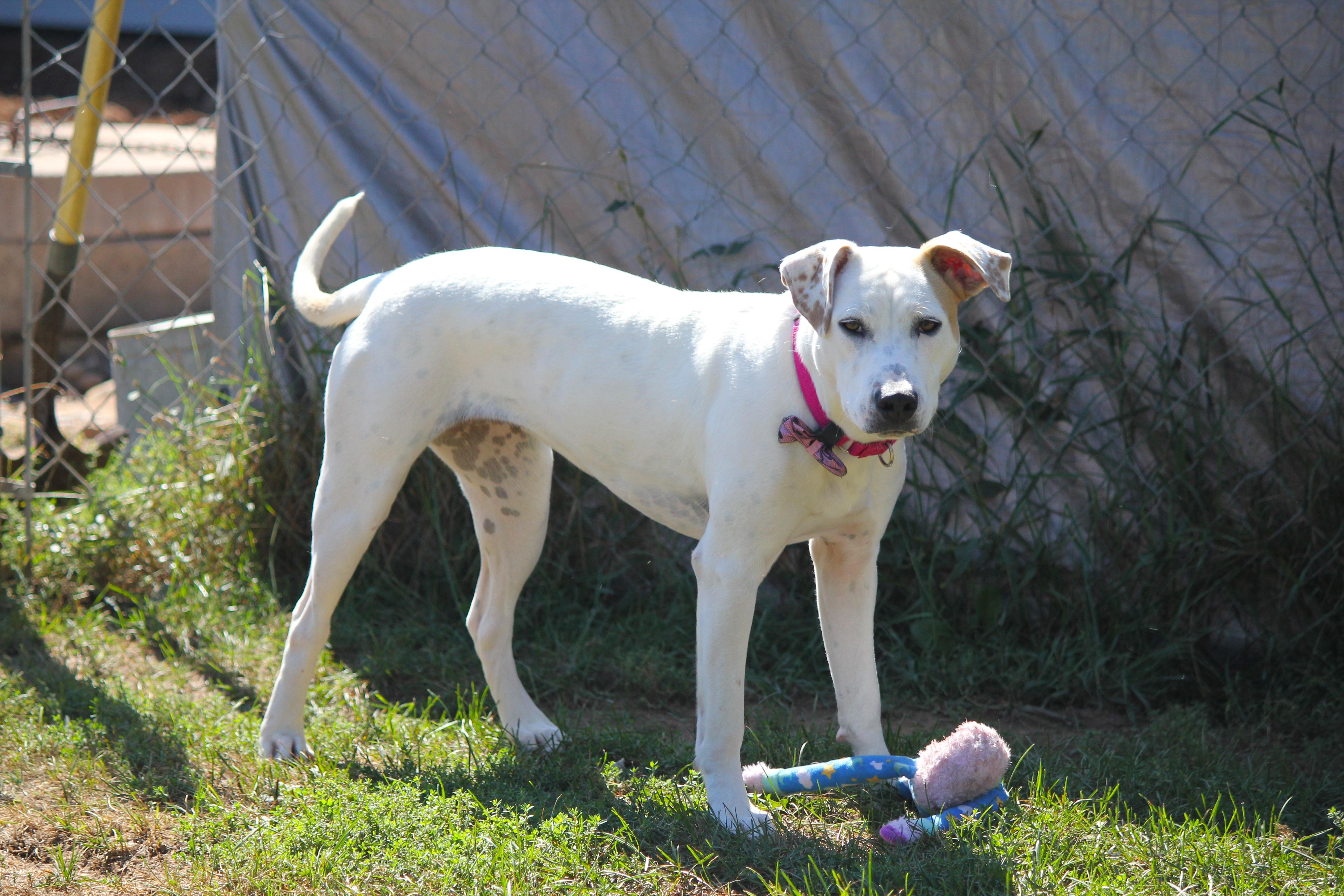Enlarge Sophie, a Adopted mixed breed in Hayward, WI image 2/4