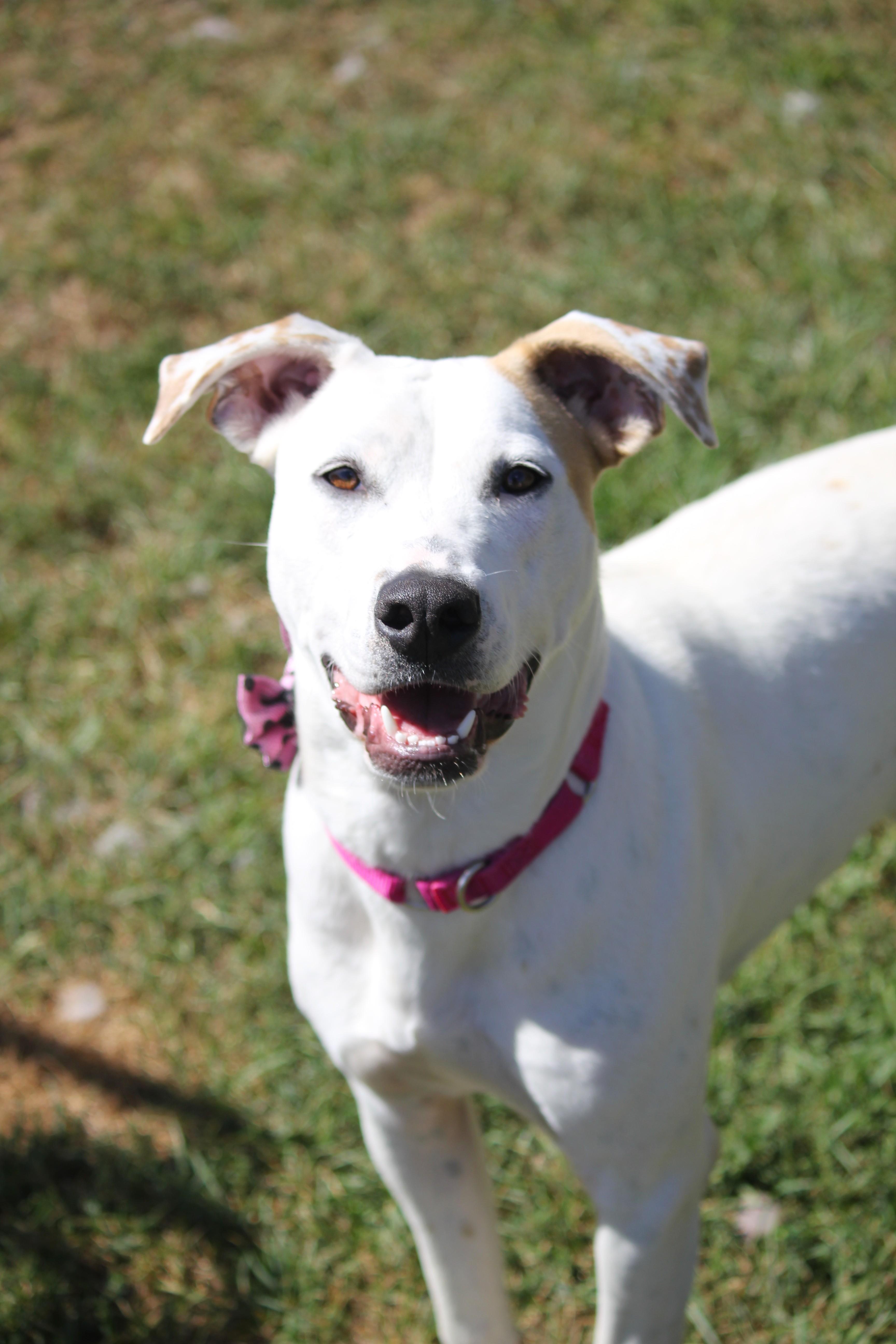 Sophie, Adopted, Young Female Pit Bull Terrier.