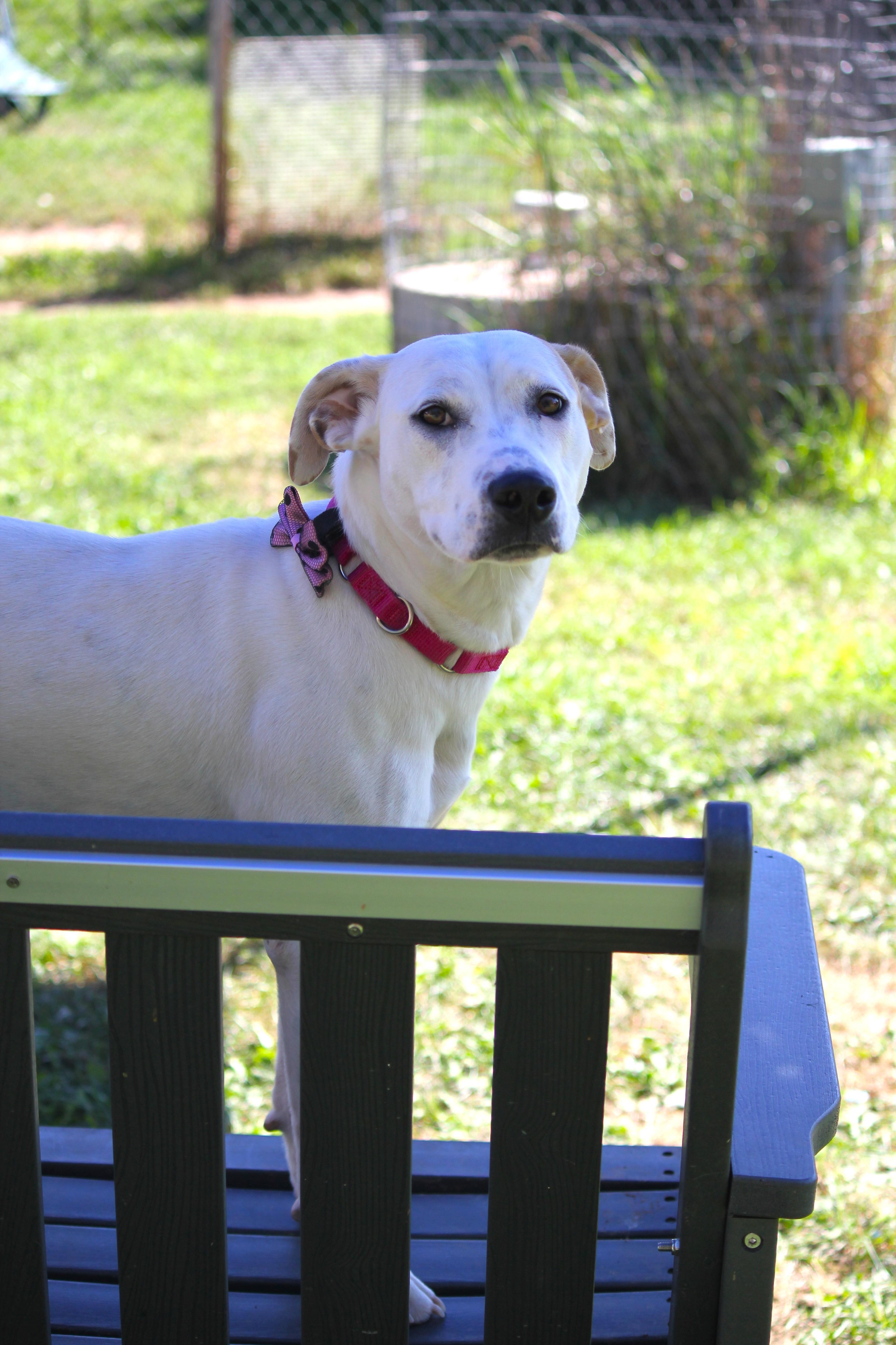 Enlarge Sophie, a Adopted mixed breed in Hayward, WI image 3/4