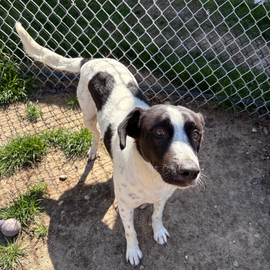 Myles, Adoptable, Young Male English Springer Spaniel & Border Collie.