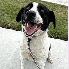 Myles, a Adoptable mixed breed in Calverton, NY image 2/4