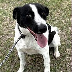 Myles, a Adoptable mixed breed in Calverton, NY image 3/4