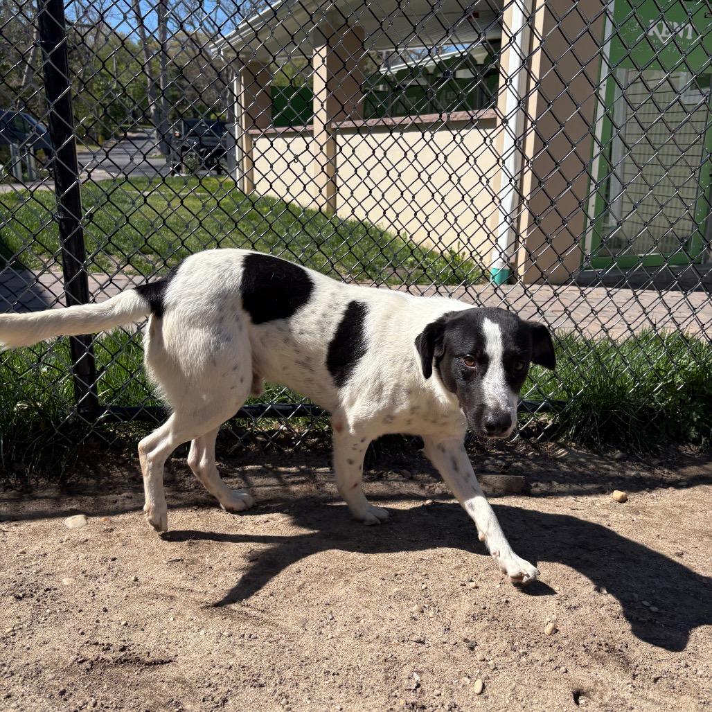 Myles, a Adoptable mixed breed in Calverton, NY image 4/4