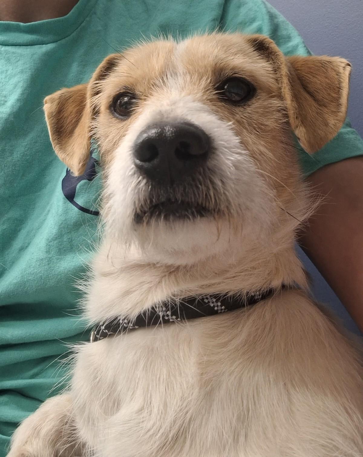 Enlarge McLovins, an adopted mixed breed in Sylva, NC image 3/5