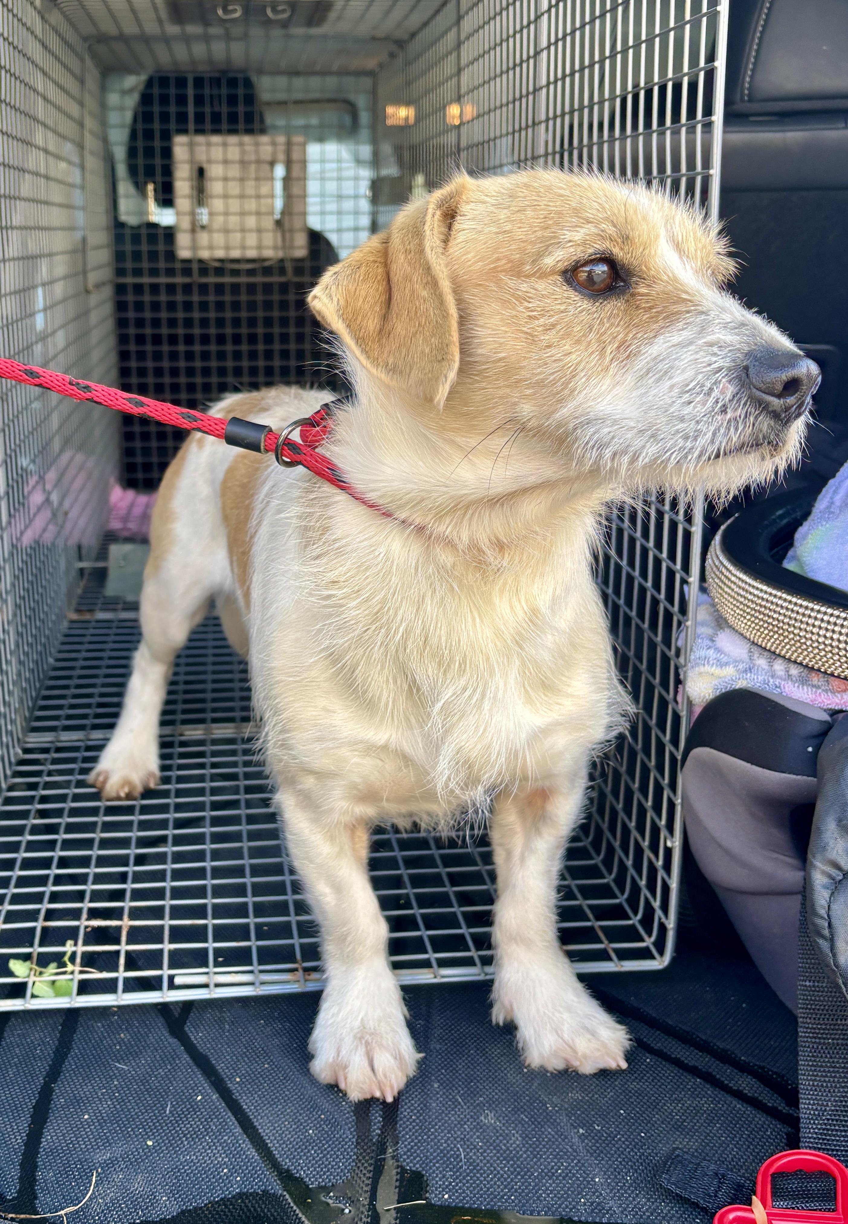 Enlarge McLovins, an adopted mixed breed in Sylva, NC image 4/5